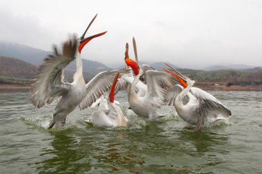 Dalmaçyalı pelikanlar göle