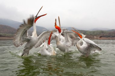 dalmatian pelicans in the lake clipart