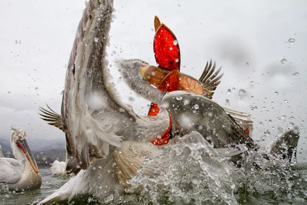 Pelikánů, jezero Kerkini, Řecko — Stock fotografie