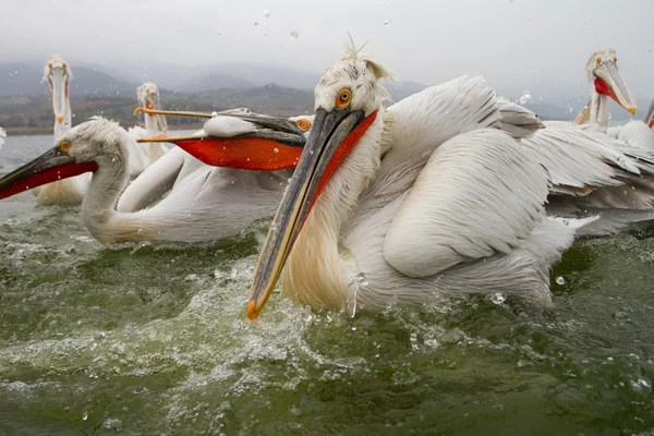 Pelikánů, jezero Kerkini, Řecko — Stock fotografie