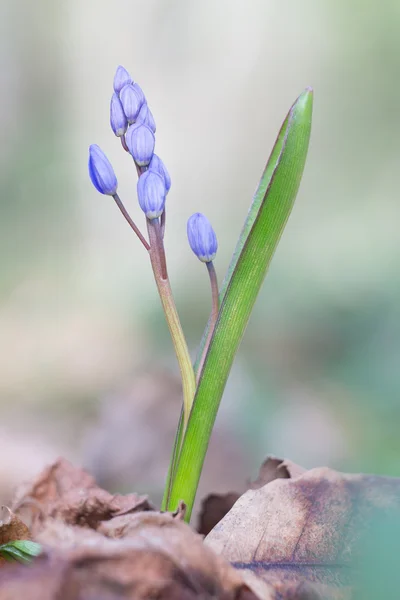 Scilla bifolia, squill alpin ou squill à deux feuilles — Photo