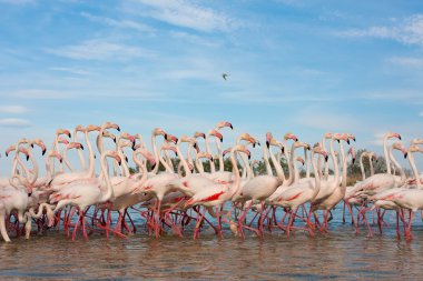 Grup flamingolar ve mavi gökyüzü