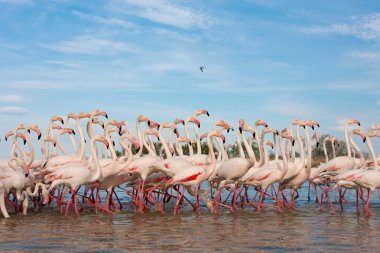 Group of flamingos and blue sky clipart