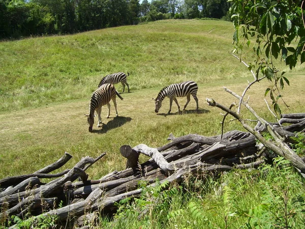 Photo Taken Binder Park Zoo Exhibit Battle Creek Michigan — Stock Photo, Image