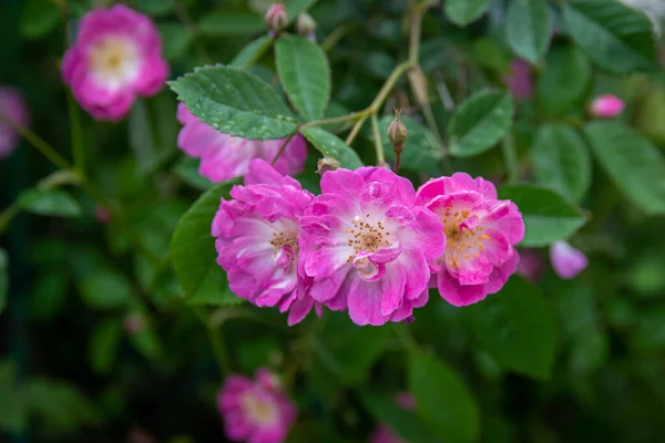 Fioletowy California Dziki Kwiat Róży — Zdjęcie stockowe