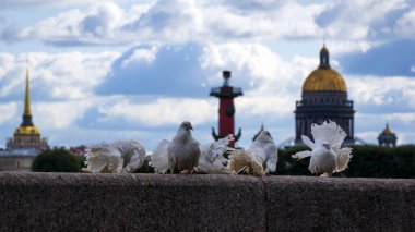 Beyaz güvercinler Neva seti St Petersburg, Rusya