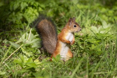Yeşil üzerinde komik bir sincap