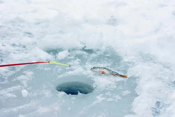 Pesca de inverno, vara e peixe no gelo perto com buraco de gelo — Fotografia de Stock