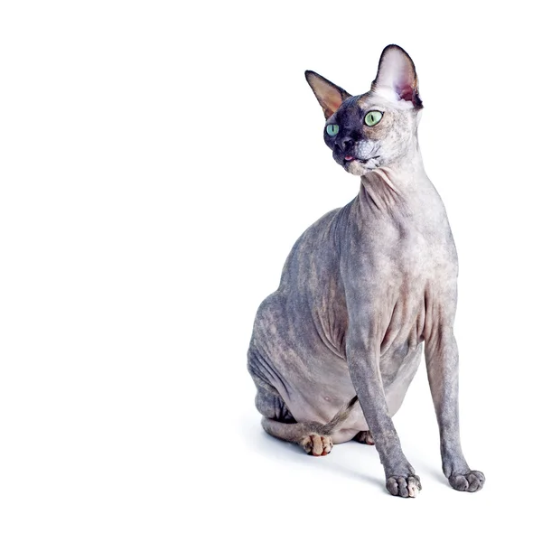 Chat sphynx canadien noir ou bleu aux yeux verts isolé sur fond blanc — Photo