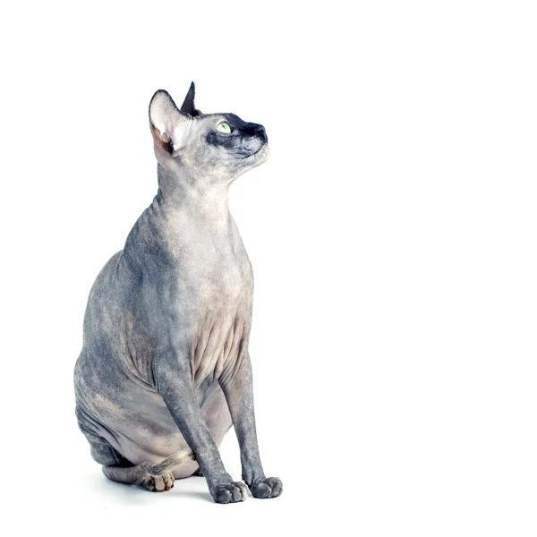 Gato esfinge canadiense negro o azul con ojos verdes aislados sobre un fondo blanco —  Fotos de Stock