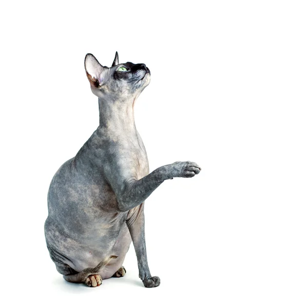 Zwarte of blauwe Canadese sphynx kat met groene ogen geïsoleerd op een witte achtergrond — Stockfoto