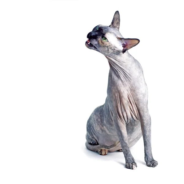 Czarny lub niebieski canadian sphynx kot z zielonymi oczami na białym tle na białym tle — Zdjęcie stockowe