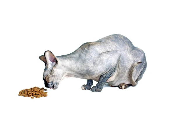 Zwarte of blauwe Canadese sphynx kat met groene ogen geïsoleerd op een witte achtergrond — Stockfoto