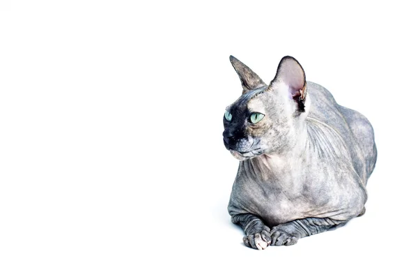 흰색 배경에 고립 된 녹색 눈을 가진 검정 또는 파란색 캐나다 sphynx 고양이 — 스톡 사진