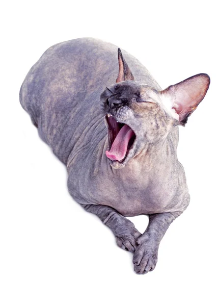 Schwarze oder blaue Kanadische Sphynx-Katze mit grünen Augen isoliert auf weißem Hintergrund — Stockfoto