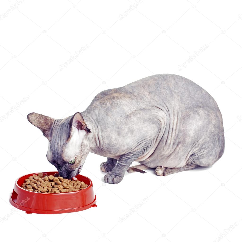 Chat Sphynx Canadien Noir Ou Bleu Avec Des Yeux Verts Isolé