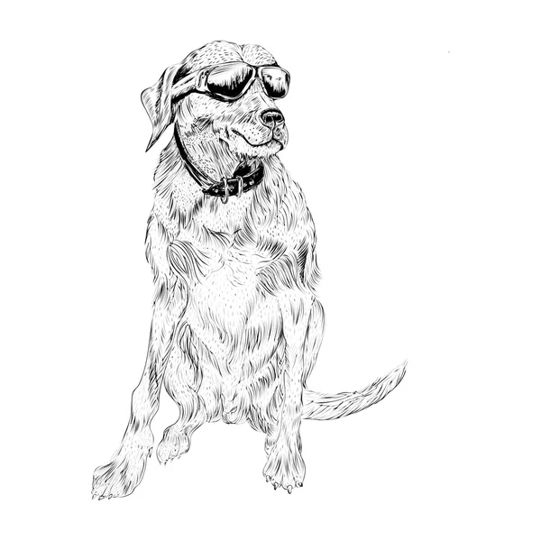 Perro con gafas graduadas — Archivo Imágenes Vectoriales