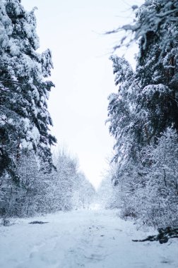 Akşamları güzel bir kış ormanı