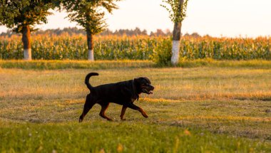 Yeşil çimlerin üzerinde büyük siyah bir köpek