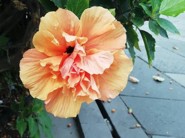 turuncu amber çiçeği yakın çekim