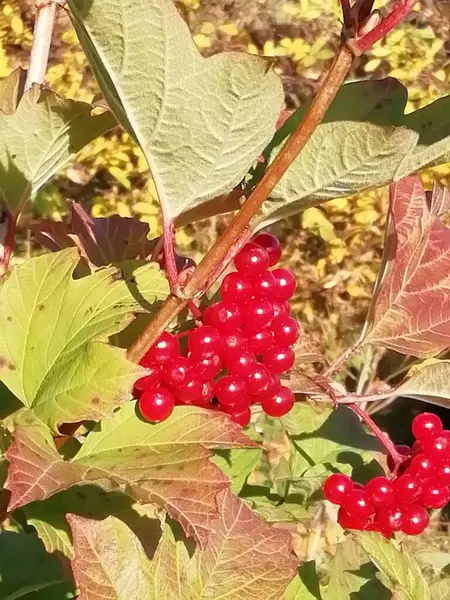Sonbaharda Kırmızı Viburnum Üzümleri — Stok fotoğraf