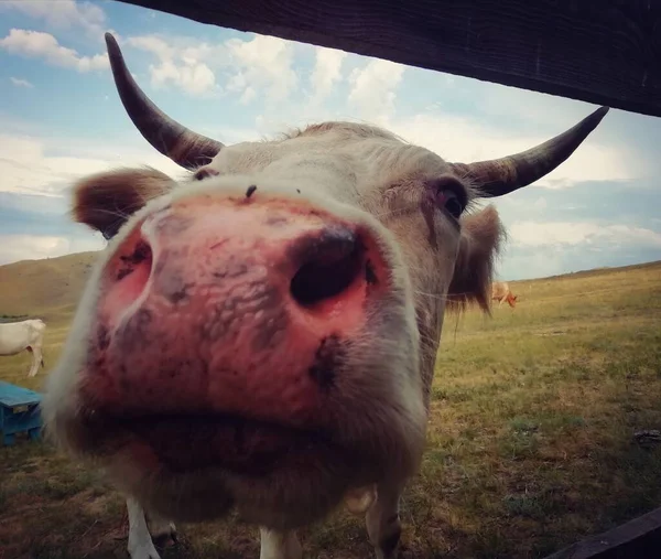 在摄像机前 奶牛的面部特写 — 图库照片
