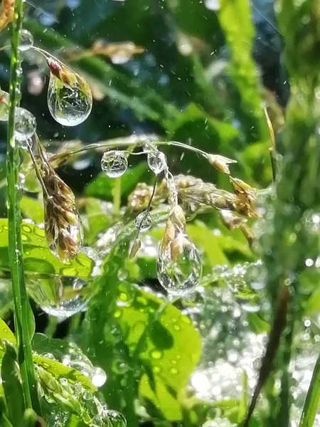 Gotas Água Caule — Fotografia de Stock