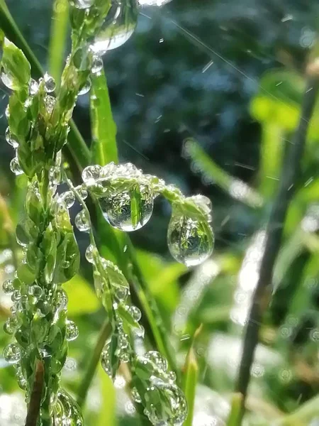 Gotas Água Caule — Fotografia de Stock