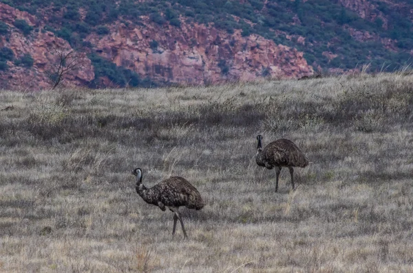 Flinders aralıkları 24