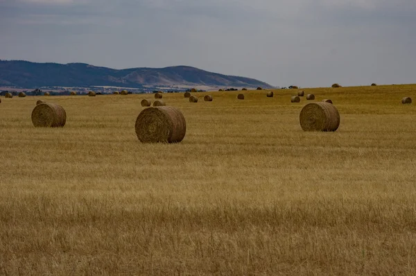 Campos de Trigo 4 — Fotografia de Stock