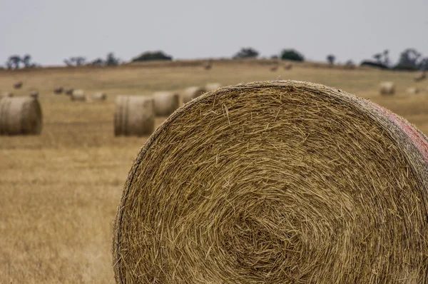 Campos de Trigo 3 — Fotografia de Stock