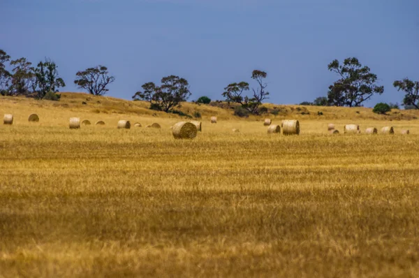 Campos de trigo 13 — Fotografia de Stock