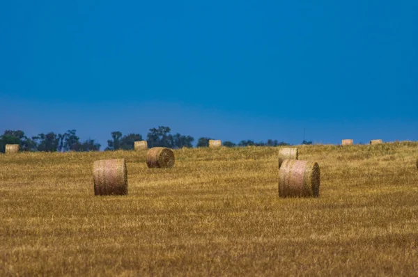 Campos de trigo 14 — Fotografia de Stock