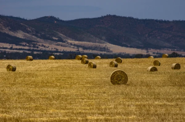 Пшеничні поля 17 — стокове фото