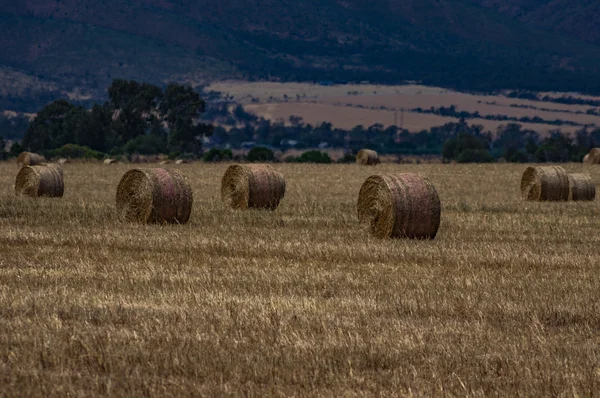 Campos de trigo 18 — Fotografia de Stock