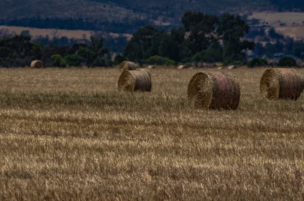 Пшеничні поля 19 — стокове фото