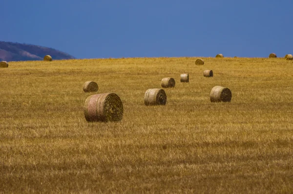 Пшеничні поля 15 — стокове фото