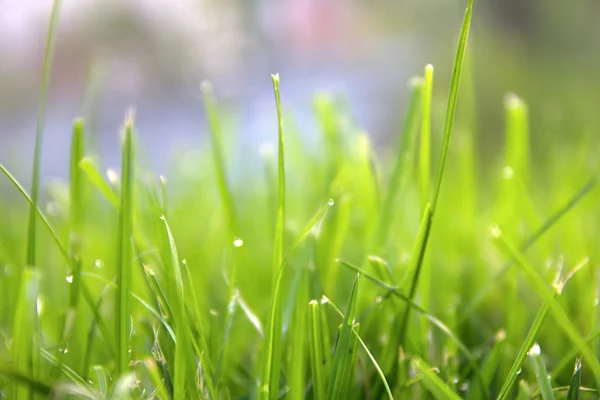Relva. Grama de primavera verde fresco com gotas de orvalho closeup. Sol. Foco suave. Resumo Natureza Fundo — Fotografia de Stock