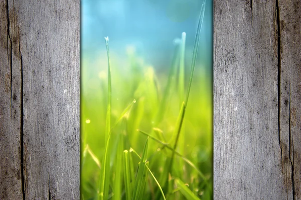 Ecology concept. Nature concept. Fresh green spring grass with dew drops through the old wooden fence. — Stock Photo, Image