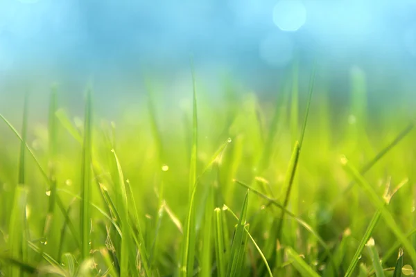 Relva. Grama de primavera verde fresco com gotas de orvalho closeup. Sol. Foco suave. Resumo Natureza Fundo — Fotografia de Stock