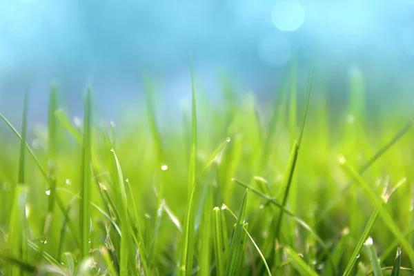 Tráva. Čerstvě zelená jarní tráva s kapkami rosy detailní. Sun. Měkké soustředění. Abstraktní přírodní pozadí — Stock fotografie