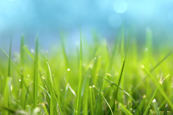 Grass. Fresh green spring grass with dew drops closeup. Sun. Soft Focus. Abstract Nature Background