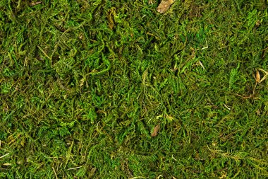 Moss doku, arka plan kopya alanı yakın çekim ile