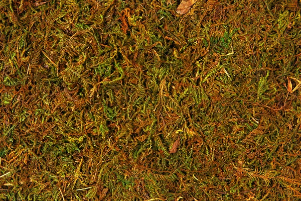 Moss textura, pozadí s kopírovacím prostorem — Stock fotografie