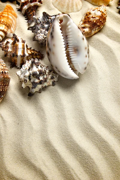 Tengeri nyáron, képeslapot. A homok a tengerparton a színátmenetet Seashells határ — Stock Fotó