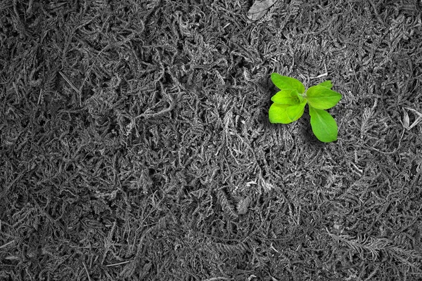 Concepto de ecología. Brote creciente de musgo viejo y simboliza la lucha por una nueva vida — Foto de Stock