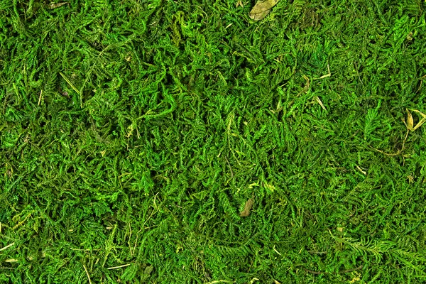 Moss texture, background with copy space — Stock Photo, Image