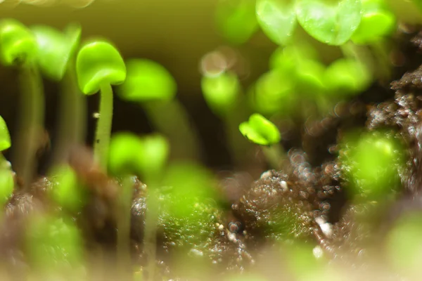 Primăvara fundal bokeh. Varza încolțită de închidere adâncime superficială a câmpului — Fotografie, imagine de stoc