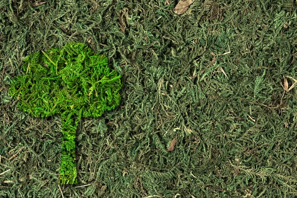 생태 개념입니다. 신선한 봄 녹색 잔디, 이끼에 생명의 나무 — 스톡 사진