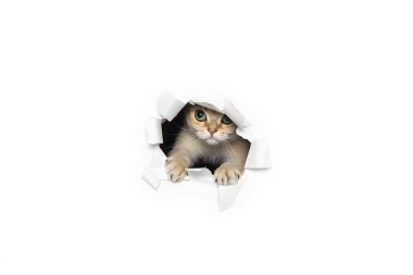 Komik kedi dışarı yırtık kağıt beyaz arka plan üzerinde izole bakmak